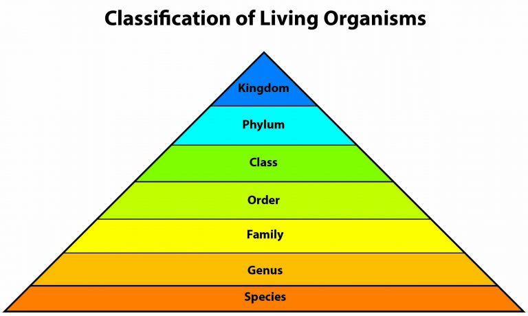 Classification (درجہ بندی) of Living Organisms