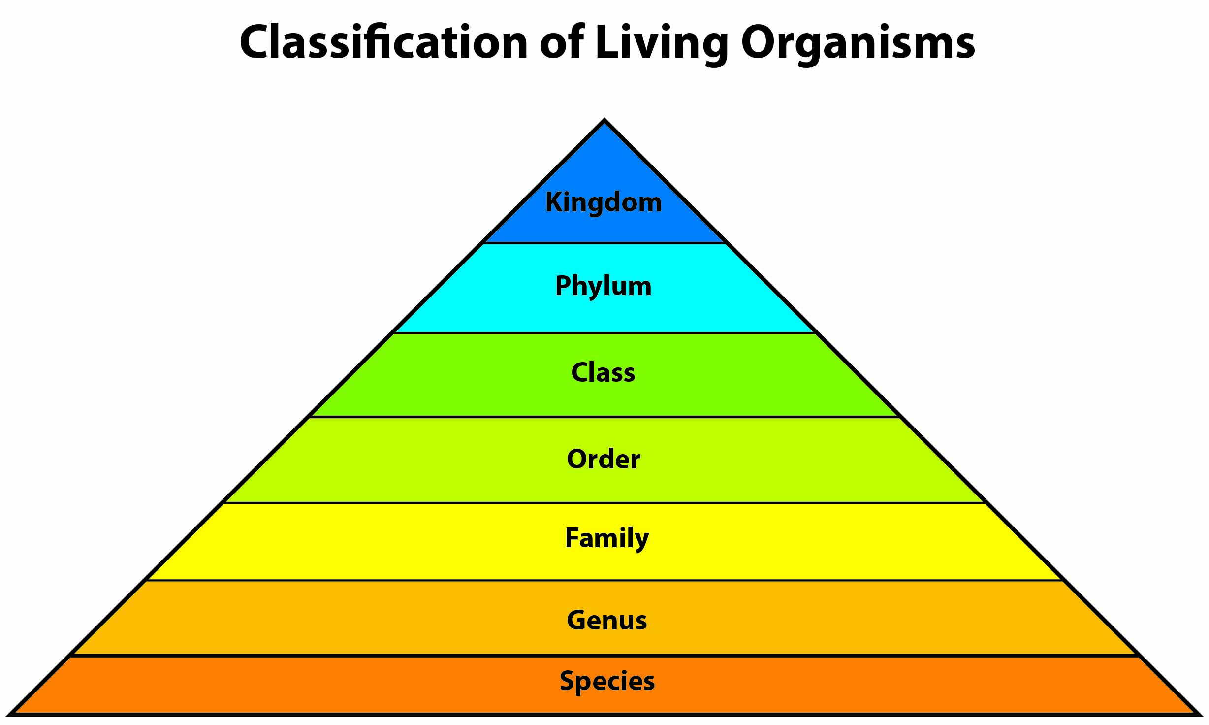 How Living Things Are Organized Worksheet Answers